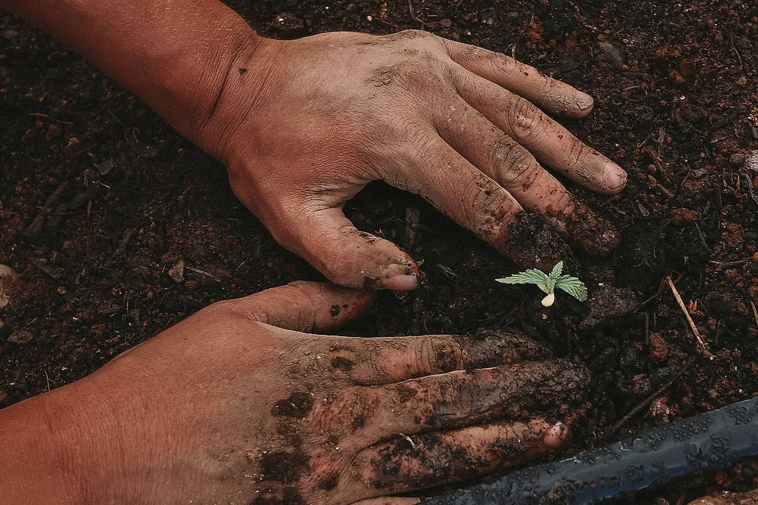 Hands planting a young seedling into dark, prepared soil